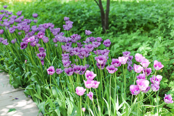 Obraz premium Violet tulips in the garden