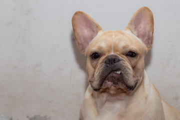 Cute French bulldog is sitting on the floor