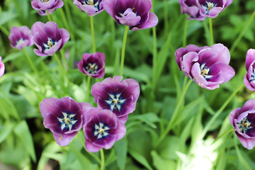 Obraz na płótnie Canvas Violet tulips in the garden