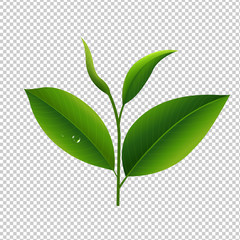 Tea Leaves In Transparent Background
