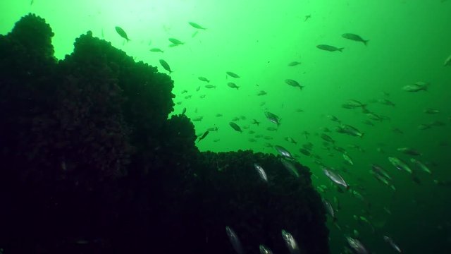 A large number of young fish Bluefish (Pomatomus saltatrix) in the water column.
