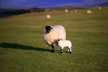 New born lamb and female sheep in irish countryside - county Kerry - Ireland