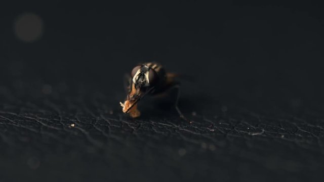 Extreme Closeup Video Of A Fly Eating