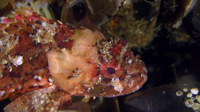 Brightly colored bottom fish Black scorpionfish (Scorpaena porcus), portrait.
