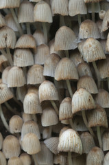 Mushrooms (Coprinus disseminatus)