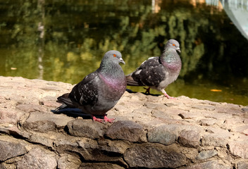 Pigeons and their love