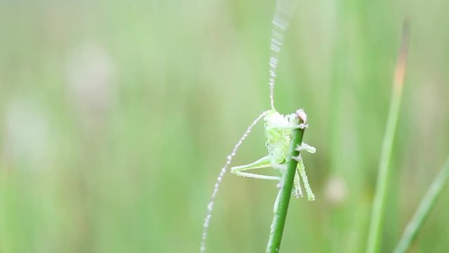 an green grasshopper

