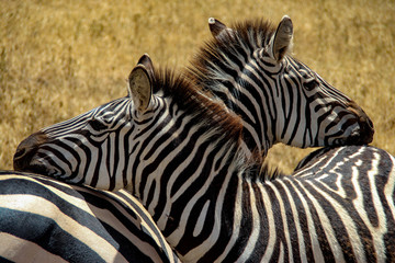 Fototapeta na wymiar Two zebras in Serengeti National Park, Tanzania
