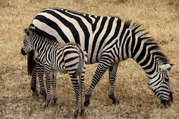 Zebra with baby in Serengeti National Park, Tanzania
