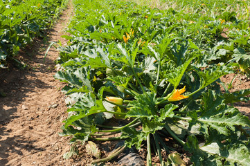 Field of zucchini (courgette) plants before the harvest .