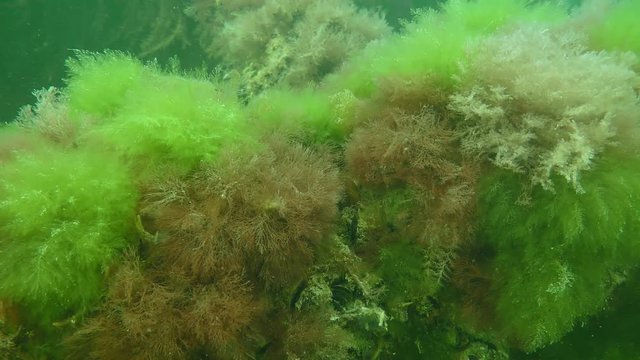 The thickets of green and red algae that oscillate in waves.
