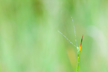 an green grasshopper