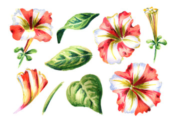 Red and white Petunia flowers set. Watercolor hand-drawn  illustration