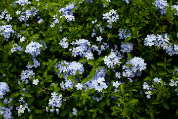 white flower in garden. close up and macro. with nature. high contrast image. selective focus.