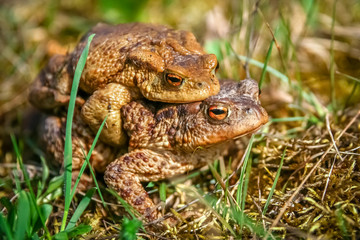 Mating Frogs in spring