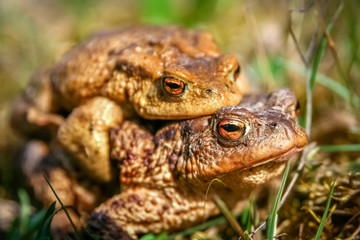 Mating Frogs in spring