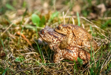 Mating Frogs in spring