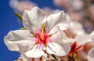 Fototapeta na wymiar Spring Flower close up