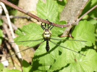 Gestreifte Quelljungfer