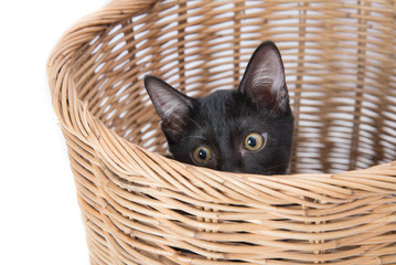 Fototapeta na wymiar Black little kitten cat sitting in the basket