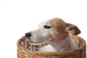 Close up of jack russel dog in the basket