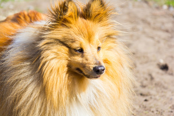 Fototapeta na wymiar shetland sheepdog looks to his owner