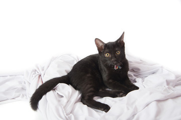 Fototapeta premium Close up black kittle cat on white background