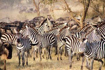 Obraz premium Zebras and wildebeest during the Big Migration in Serengeti National Park