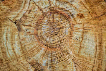 Naklejka premium Sawing of wood close up. Background and texture of wood