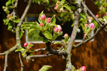 Blossom apple tree in the mountains village at the spring