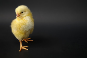 baby hen chick on red background studio portrait farming agriculture