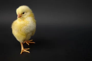 Crédence de cuisine en verre imprimé Poulet baby hen chick on red background studio portrait farming agriculture