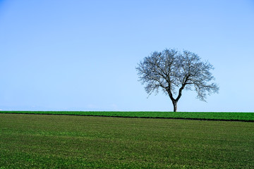 Fototapeta na wymiar Single Tree in the field