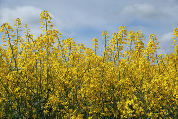Obraz premium Blooming rapeseed field.