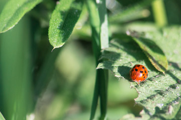 Ladybird on a leaf against a background of green