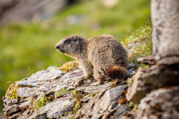 Une Marmotte