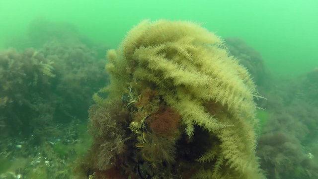 The Hydroid bush (Obelia longissima) sway underwater current.

