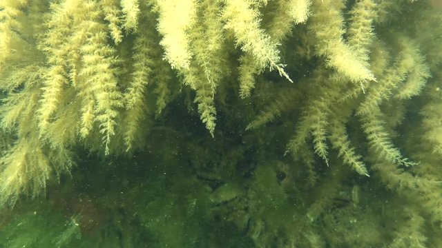 Humming thickets Hydroid (Obelia longissima) look like picturesque algae.
