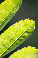 Translucent green leaves lit up by the sun