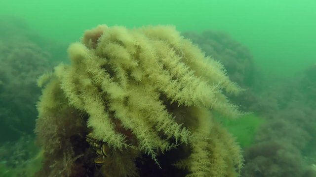 A picturesque Hydroid bush (Obelia longissima) on top of a stone.
