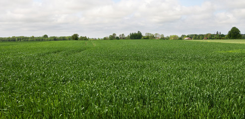 Fototapeta na wymiar Growing wheat on a field.