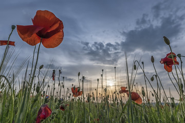 Fototapeta premium Corn poppies, Papaver rhoeas, red flowers against blue summer sky, and the setting sun