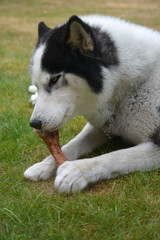Husky en train de ronger un os
