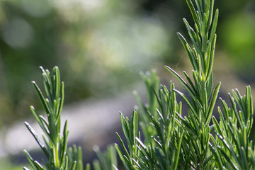 Close up of rosemary plant with wisps of spiders web across them in the sunlight