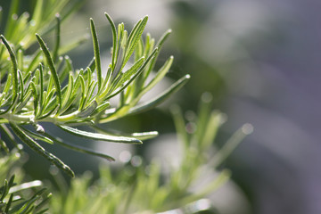 Close up of rosemary illuminated by sunlight
