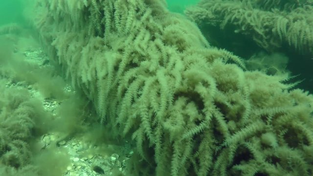In spring, many underwater objects are completely covered with thickets of Hydroid (Obelia longissima)
