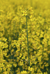 Obraz premium Blooming rapeseed field.
