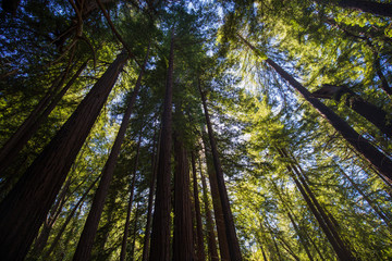 Fototapeta premium Bir Sur Trees