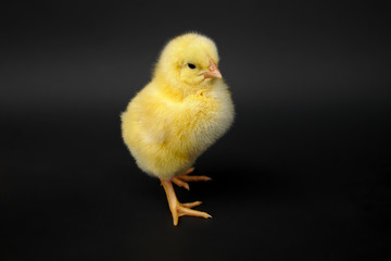 little chick on black background studio vibrant color