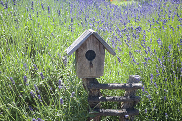 Birdhouse in Lavender Field